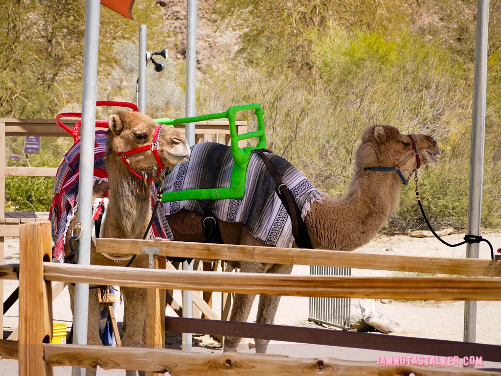Living Desert (1 of 1)