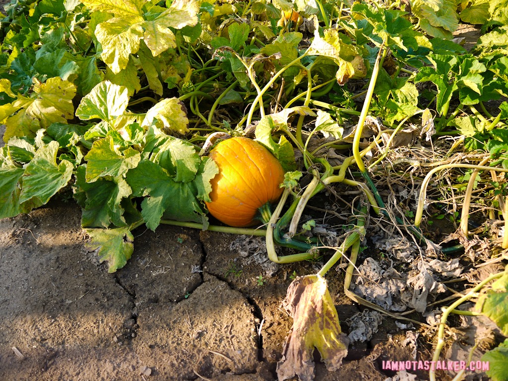 Live Oak Canyon Pumpkin Patch (31 of 38)