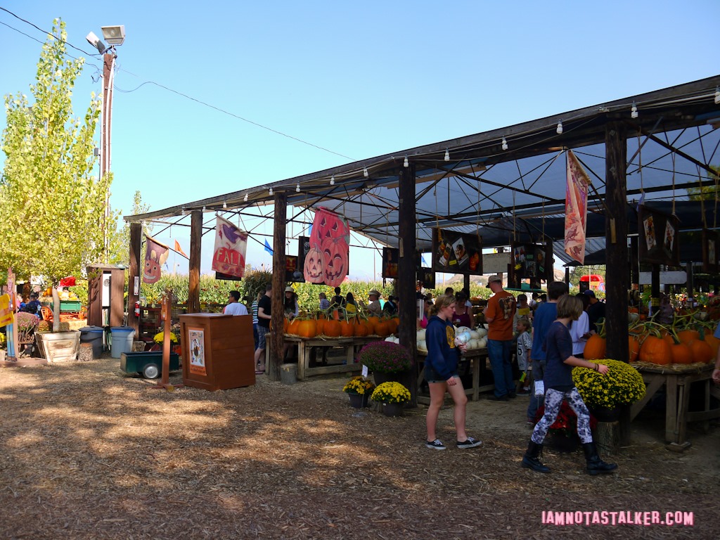 Live Oak Canyon Pumpkin Patch (12 of 38)