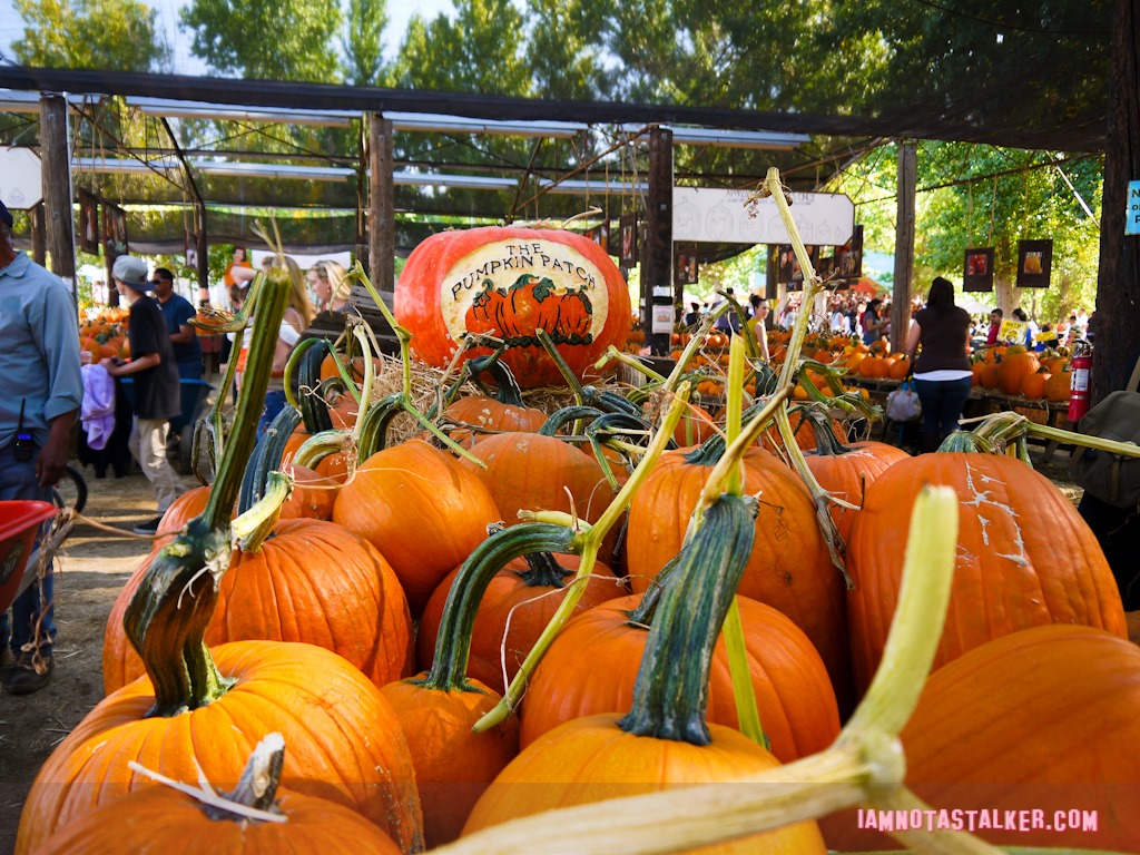 Live Oak Canyon Pumpkin Patch (5 of 38)