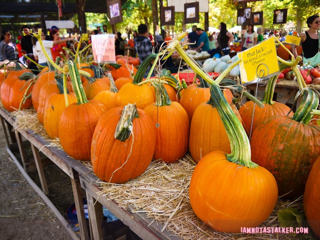 Live Oak Canyon Pumpkin Patch (2 of 38)