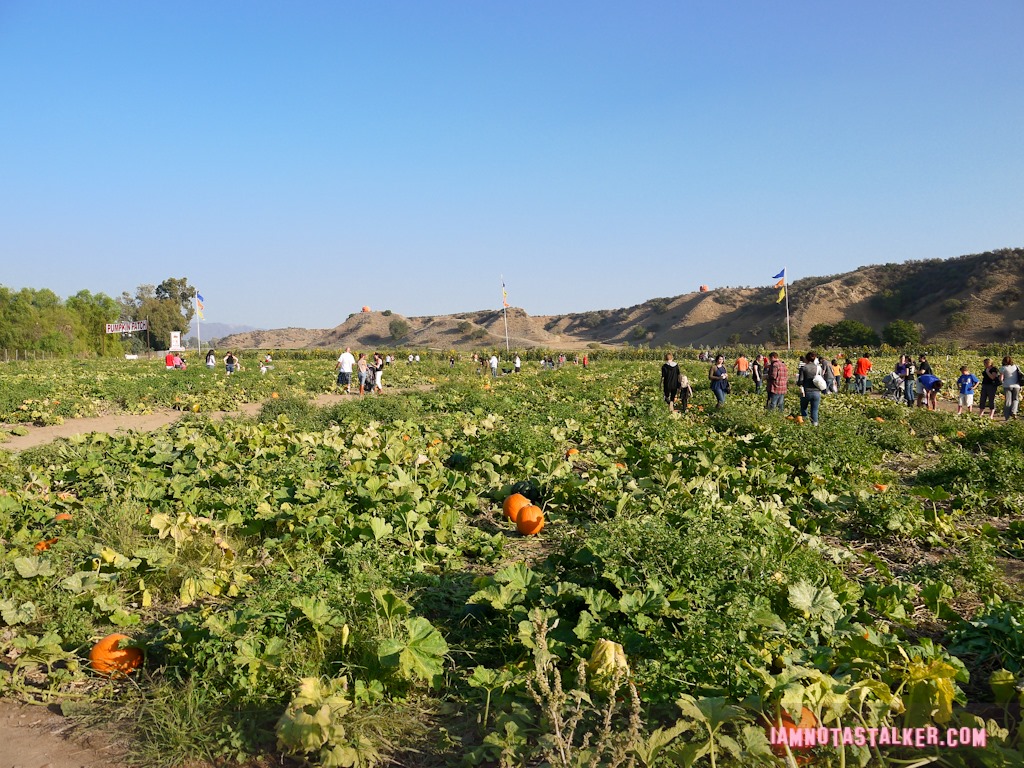 Live Oak Canyon Pumpkin Patch (32 of 38)