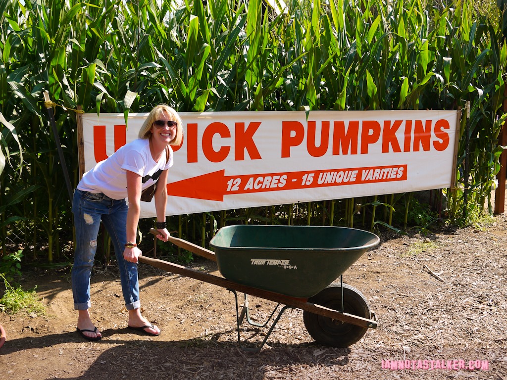 Live Oak Canyon Pumpkin Patch