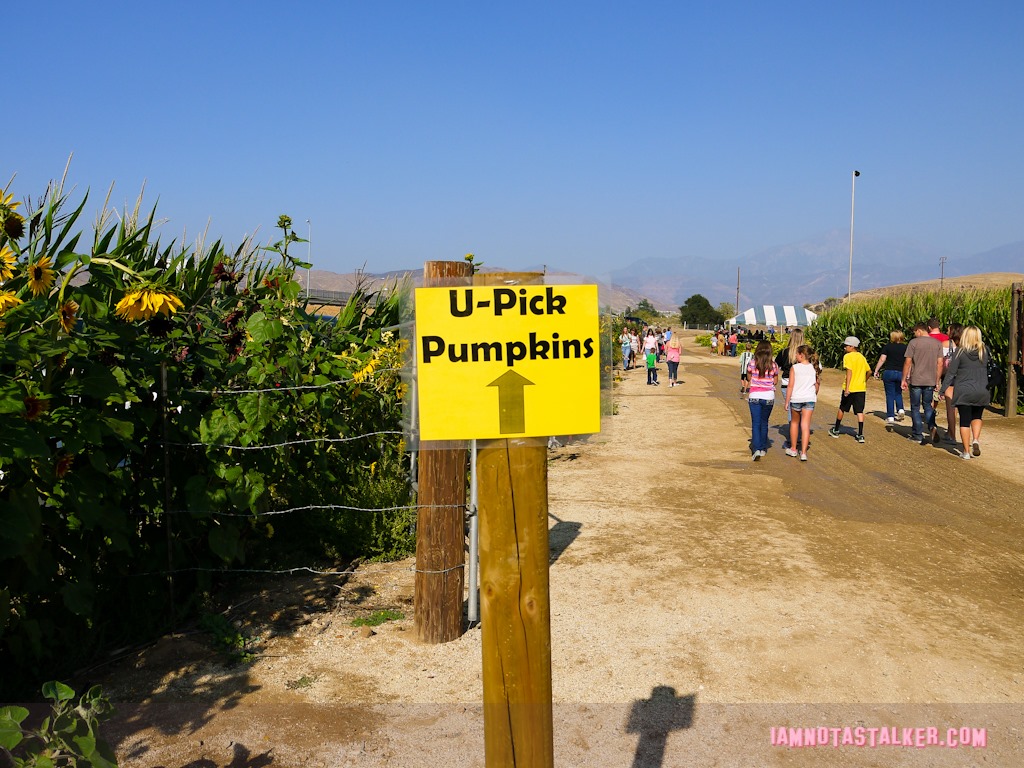Live Oak Canyon Pumpkin Patch (11 of 38)