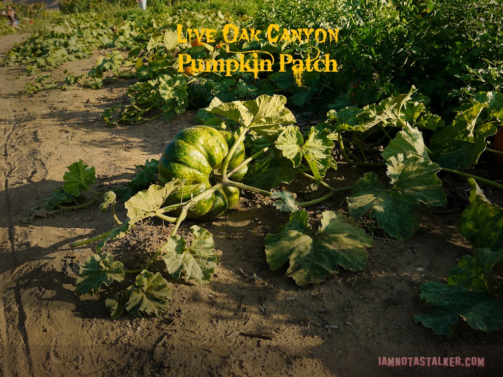 Live Oak Canyon Pumpkin Patch (34 of 38)