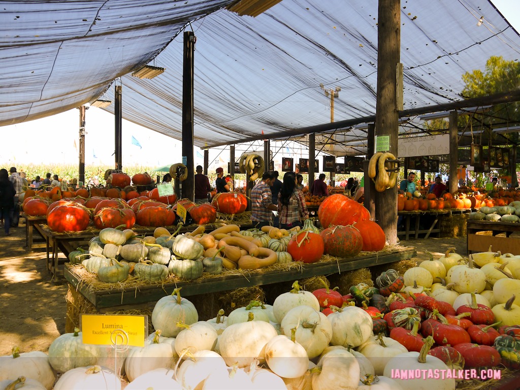 Live Oak Canyon Pumpkin Patch (8 of 38)