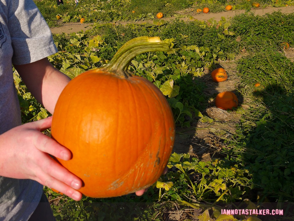 Live Oak Canyon Pumpkin Patch (36 of 38)