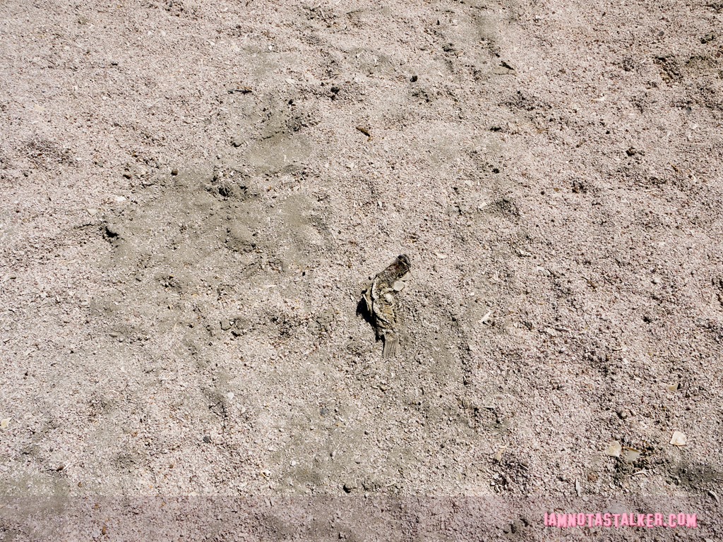 The Salton Sea (13 of 30)