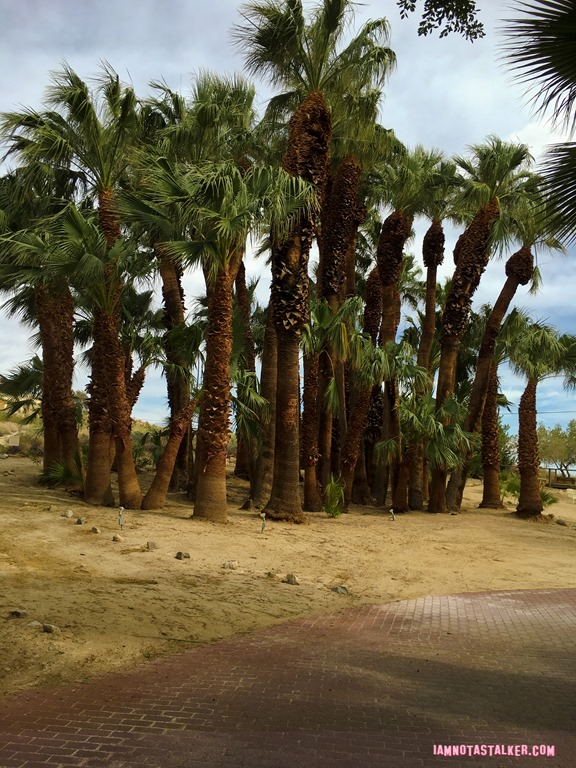 Two Bunch Palms from The Bachelor-37