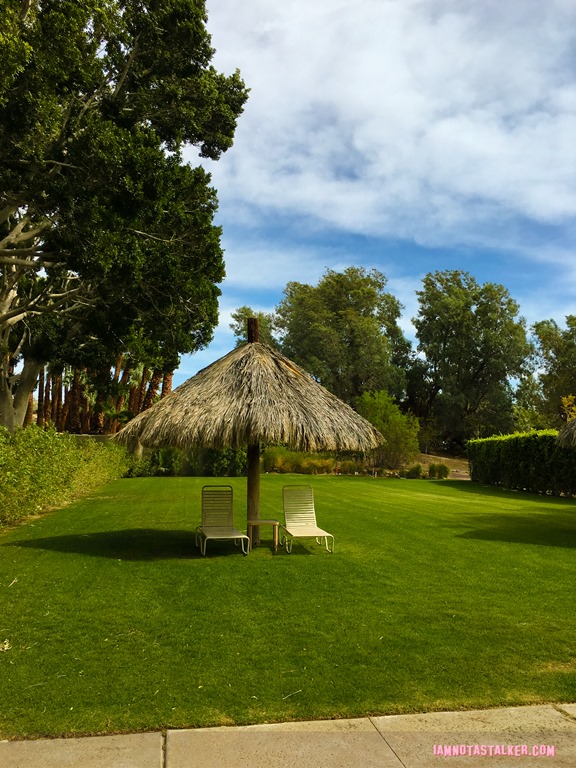 Two Bunch Palms from The Bachelor-16