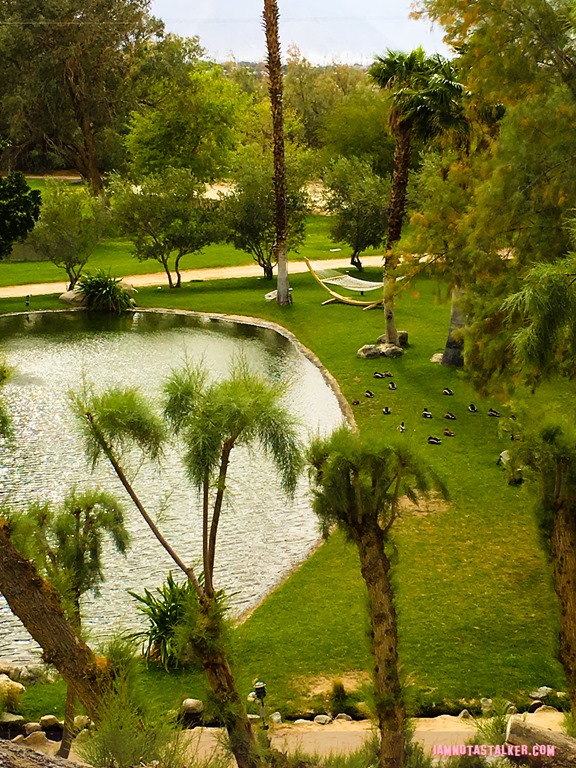 Two Bunch Palms from The Bachelor-25