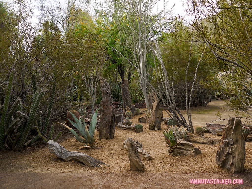 Moorten Botanical Garden from Rescue 911-1130185