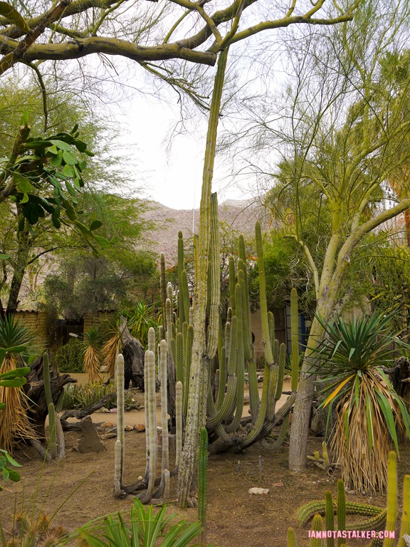 Moorten Botanical Garden from Rescue 911-1130109